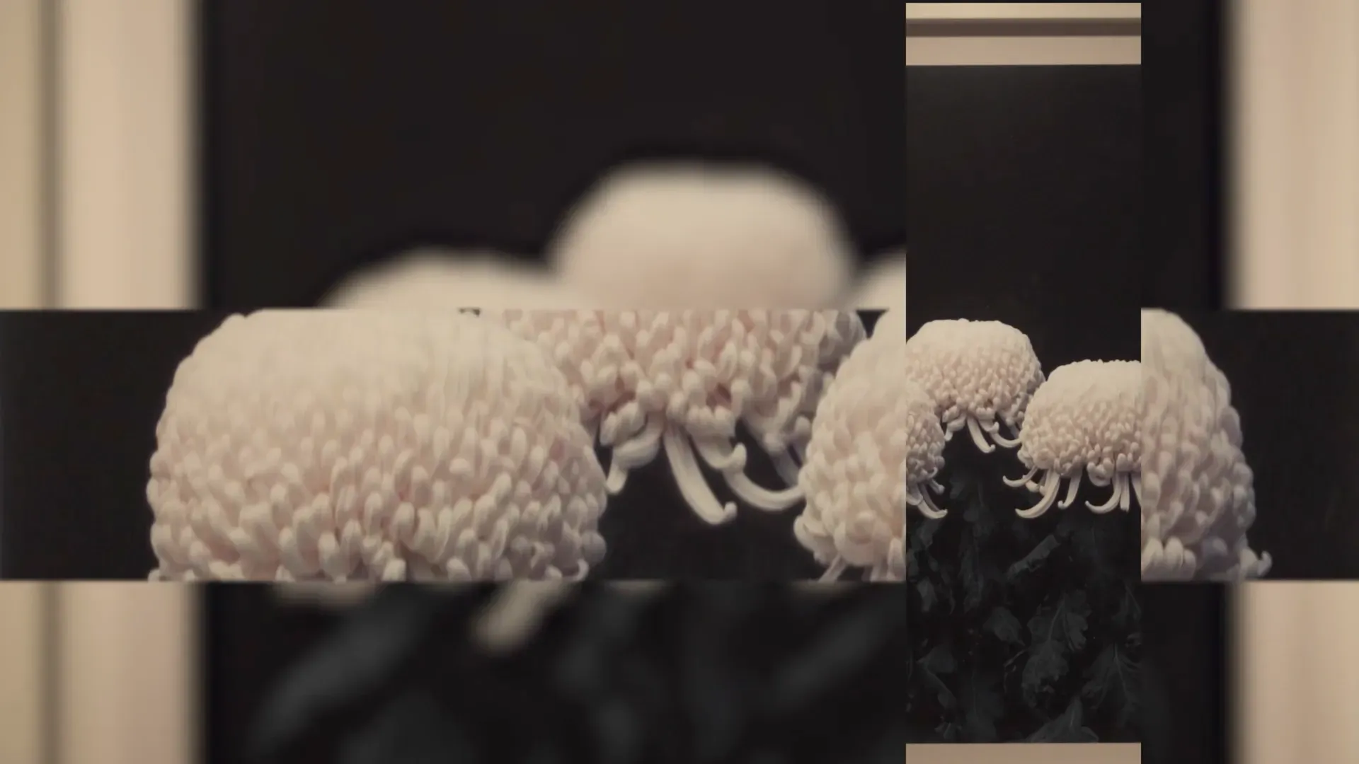 Fotograma del vídeo: flores blancas de pétalos finos sobre fondo negro, con la imagen dividida en franjas: una banda central nítida, bandas desenfocadas arriba y abajo y una tira vertical a la derecha